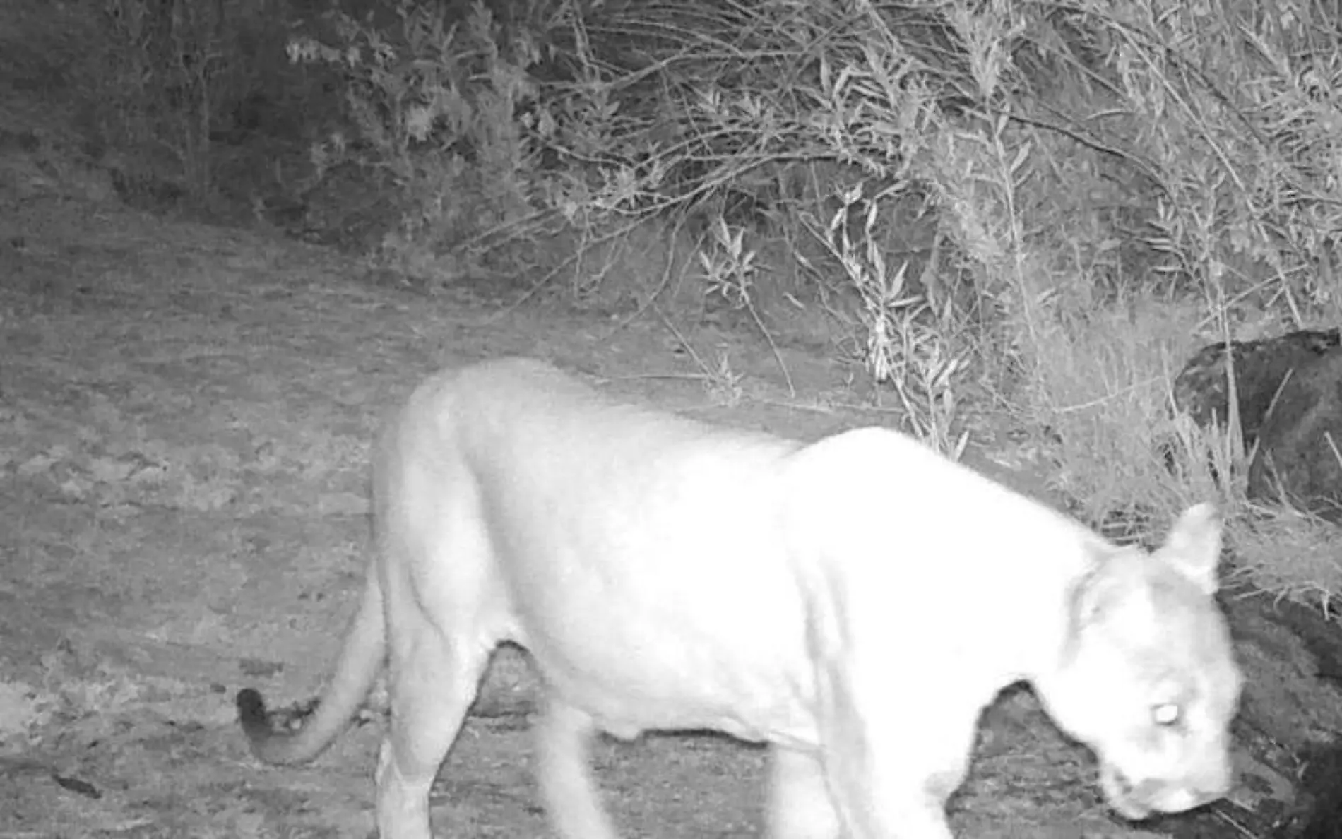 Pumas en San Francisco de la Sierra 1